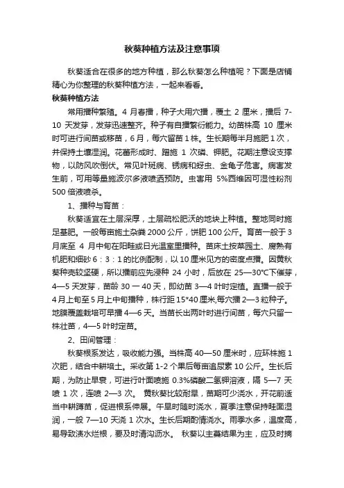 秋葵种植方法及注意事项