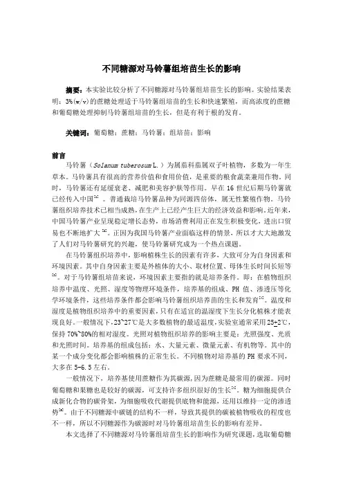 马铃薯组培苗