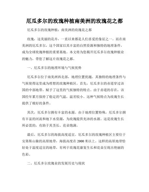 厄瓜多尔的玫瑰种植南美洲的玫瑰花之都