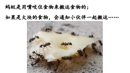 11.《一块奶酪》课件(共15张PPT)