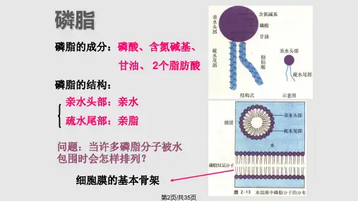血脂代谢学习.pptx