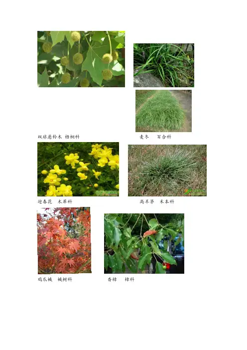植物学植物名和所属科