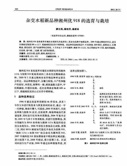 杂交水稻新品种湘州优918的选育与栽培