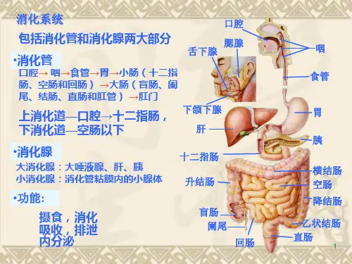 消化道解剖