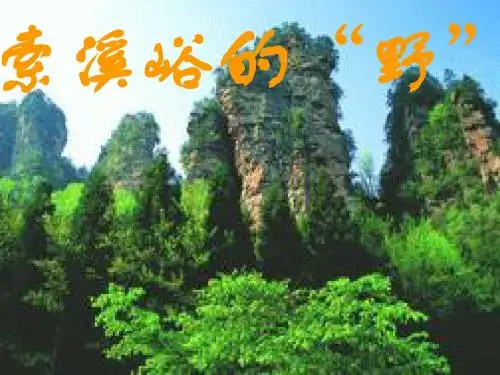 4索溪峪的野
