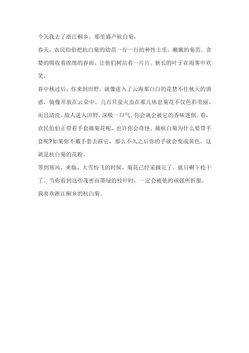 杭白菊的作文
