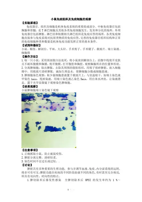 小鼠免疫组织及免疫细胞的观察