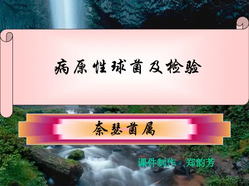 奈瑟菌属