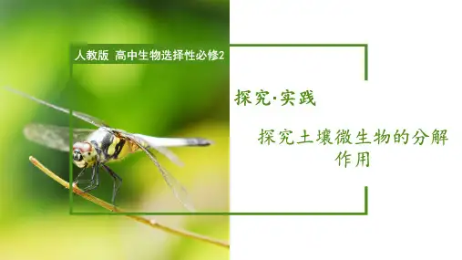 【课件】探究土壤微生物的分解作用