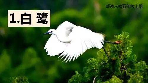 部编版五年级上册语文《白鹭》PPT优质教学说课复习电子课件