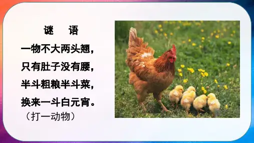 全国优质课一等奖小学四年级语文下册精读引领课《母鸡》公开课课件(人教部编版)