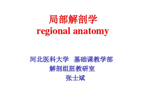 局部解剖学(胸部)