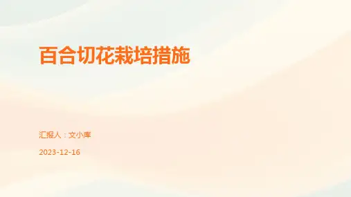 百合切花栽培措施
