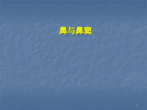 鼻与鼻窦CT解剖PPT课件