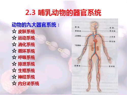 哺乳动物的器官系统