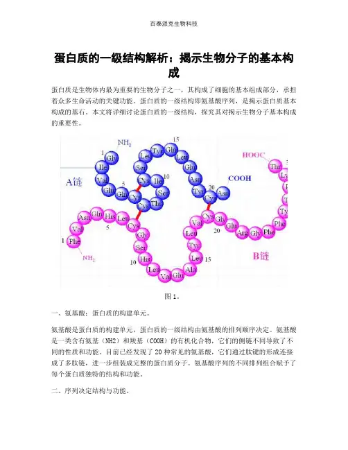 蛋白质的一级结构解析：揭示生物分子的基本构成