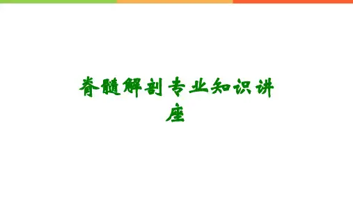 脊髓解剖专业知识讲座
