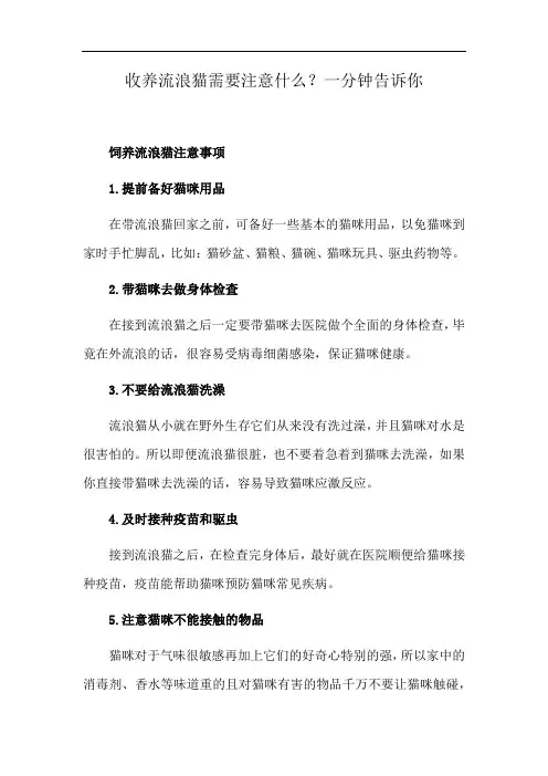 收养流浪猫需要注意什么？一分钟告诉你