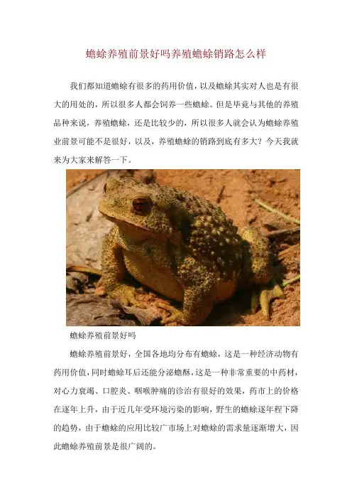蟾蜍养殖前景好吗 养殖蟾蜍销路怎么样
