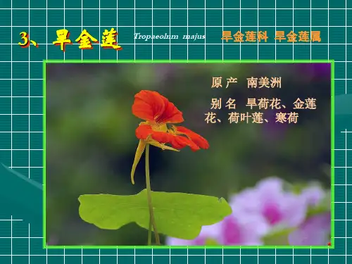 盆栽喜温花卉-温室凤仙等(三)