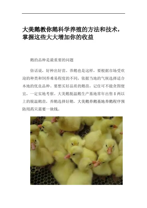 大美鹅教你鹅科学养殖的方法和技术,掌握这些大大增加你的收益