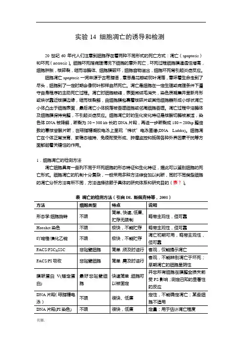 实验14-细胞凋亡的诱导和检测