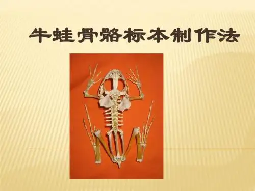 1106-骨骼标本制作