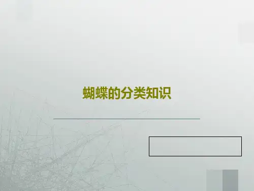 蝴蝶的分类知识共29页