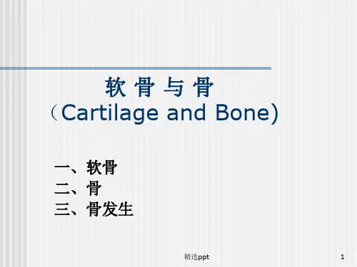 软骨与骨和肌肉组织PPT课件
