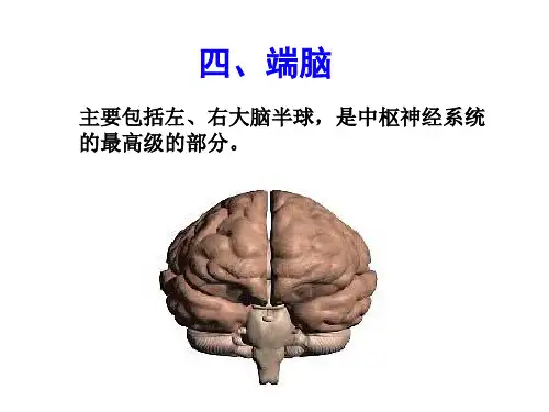 端脑
