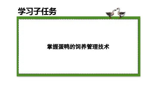 水禽生产技术—鸭的饲养管理(禽生产课件)