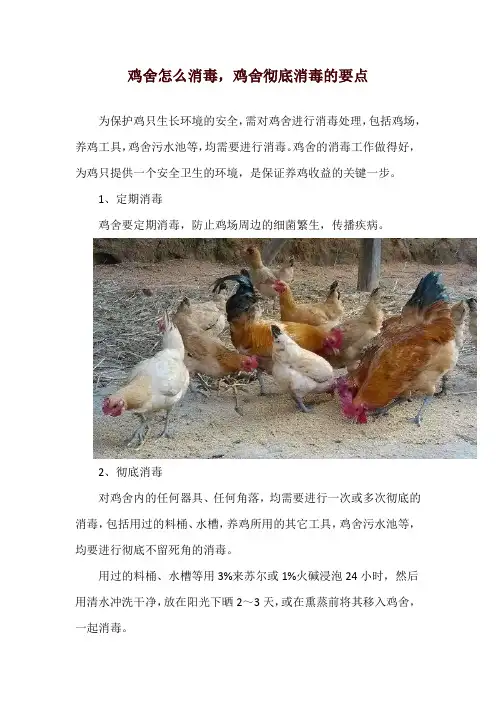 鸡舍怎么消毒,鸡舍彻底消毒的要点