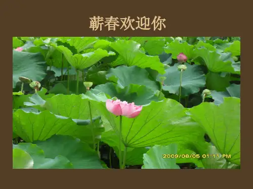 PPT作业1：蕲春欢迎您