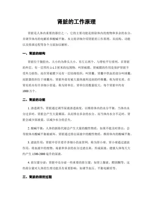 肾脏的工作原理