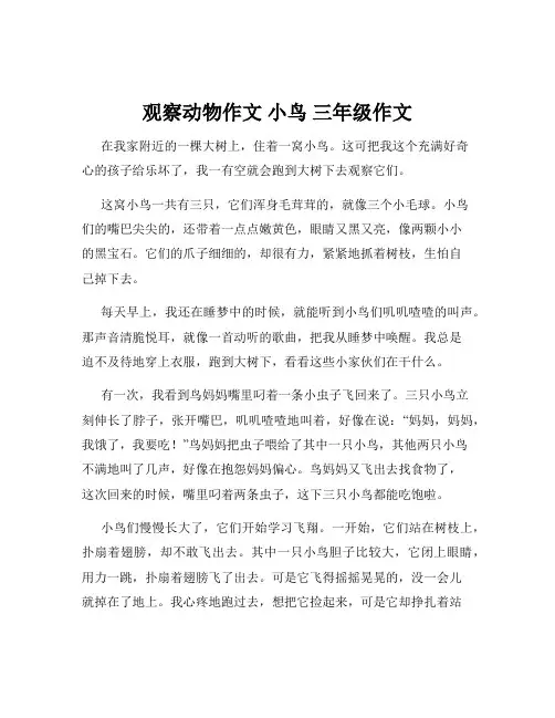 观察动物作文 小鸟 三年级作文