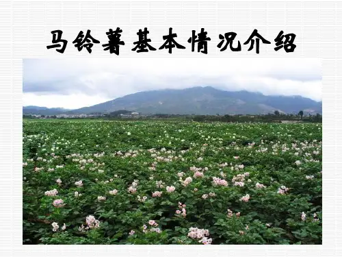 马铃薯基本知识介绍
