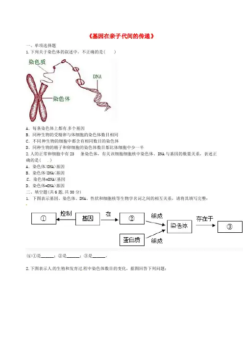 八年级生物下册7.2.2基因在亲子代间的传递综合训练无答案新版新人教版
