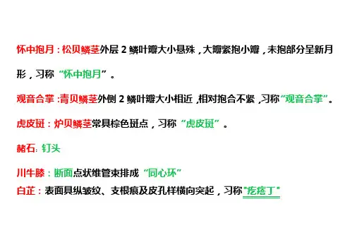 2023年执业中药师  中药学专业知识一  中药材性状鉴别特征总结