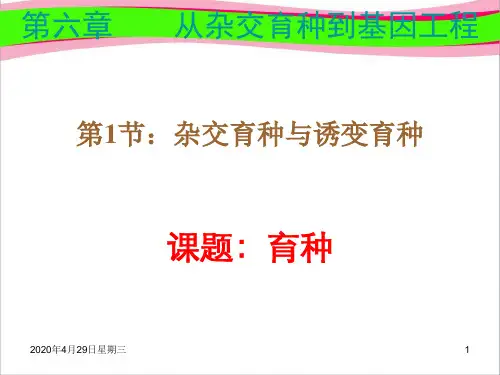 杂交育种与诱变育种  公开课精品课件