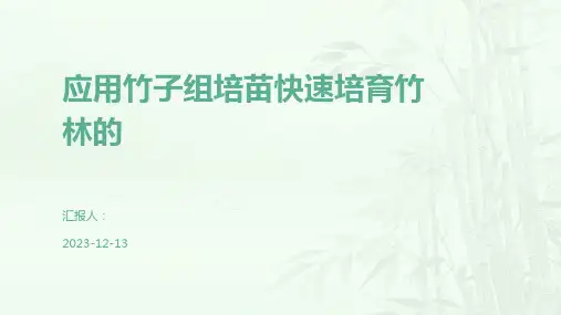 应用竹子组培苗快速培育竹林的