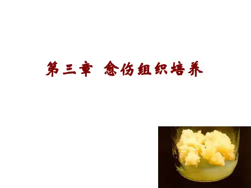 愈伤组织培养