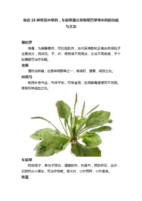 身边15种常见中草药，车前草蒲公英狗尾巴草等中药的功能与主治