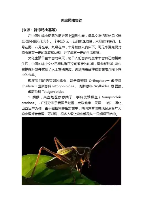 鸣虫图略集锦