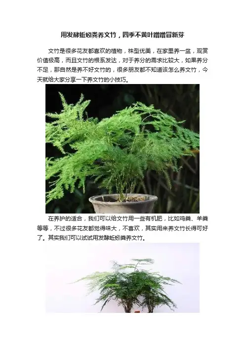 用发酵蚯蚓粪养文竹，四季不黄叶蹭蹭冒新芽