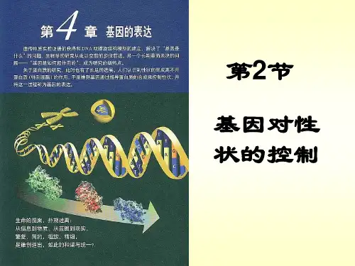 4.2-基因对性状的控制 课件(新人教版必修2)