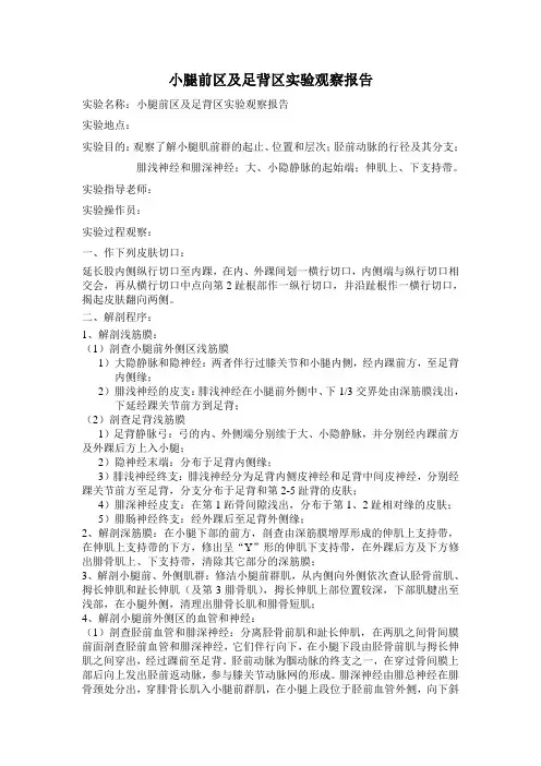小腿前区及足背区实验观察报告