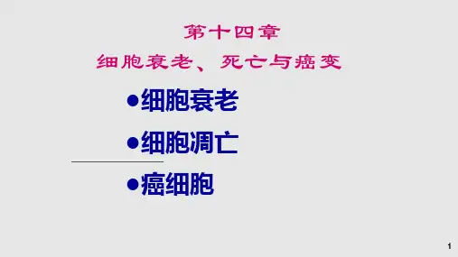 细胞的衰老死亡和癌变PPT课件