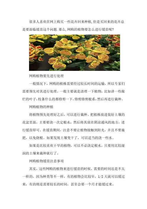 网购植物怎么缓苗