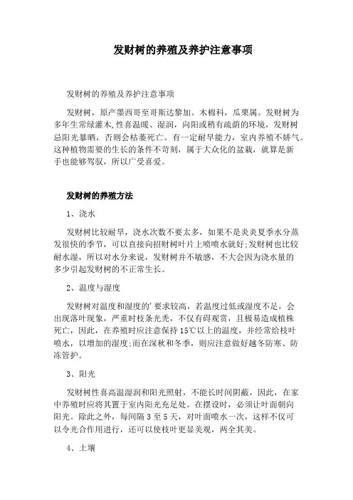 发财树的养殖及养护注意事项