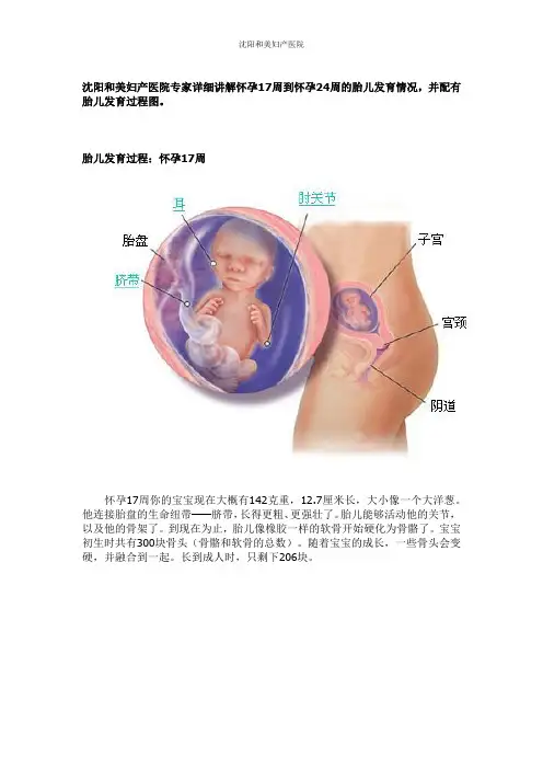 胎儿发育过程图17-24